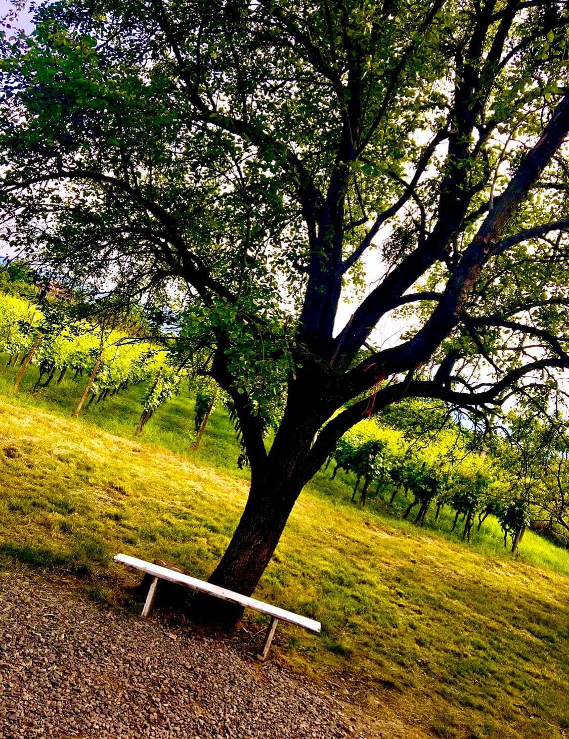 vineyard